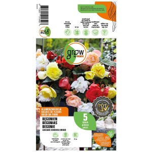 Grow by OBI Begonie Cascade Odorosa Mix, 5 pezzi. Fiori in giallo, rosso, bianco e rosa.