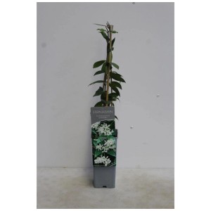 Jasmin étoilé en pot, env. 80-100 cm de haut, plante en pot fleurie avec des fleurs blanches.