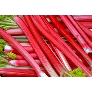 Rhubarbe Blu Bio (Rheum) fraîche et rouge en pot, idéale pour les compotes et les gâteaux.