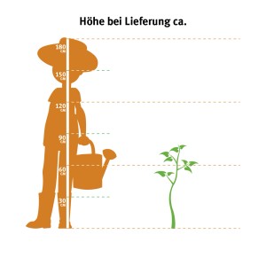 Illustrazione dell'altezza di consegna dell'oleandro rosso in vaso da 20 cm di GROW by OBI.