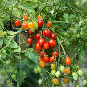 Blu Bio-Buschtomate Romello en pot avec des fruits rouges mûrs et des feuilles vertes.
