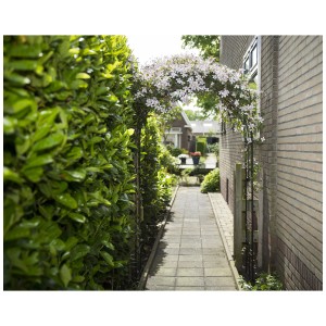 Schwarzer Nature Rosenbogen, bewachsen mit Kletterpflanzen, als Gartendekoration.