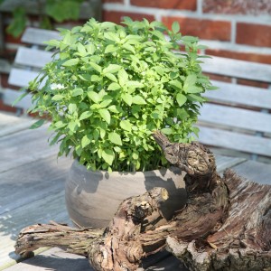 Basilico greco in vaso, piccole foglie verdi, crescita compatta. Erbe aromatiche per cucina e giardino.