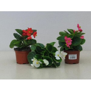 Ensemble de bégonias d'été avec des fleurs rouges, roses et blanches en pot de 9 cm, idéal pour les suspensions.