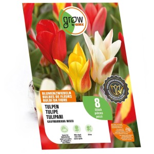 GROW by OBI Kaufmanniana Mix di tulipani. Bulbi colorati rossi, gialli, bianchi. 8 pezzi, altezza 20 cm.