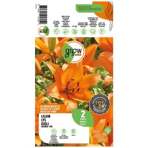 Grow by OBI Giglio Tono Arancio, 2 pezzi. Fiori arancioni brillanti. Bulbi da fiore per aiuole e vasi.