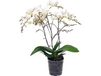 Schmetterlingsorchidee Jungle Orchid Phalaenopsis 4-Trieber Weiss Topf Ø 12 cm Schmetterlingsorchidee Jungle Orchid Phalaenopsis 4-Trieber Weiss Topf Ø 12 cm