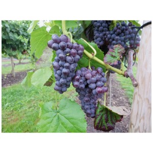 Uva blu Robustarebe Sweety sulla vite in giardino.
