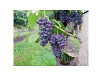 Beeren Robustarebe Sweety