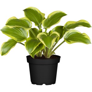 Hosta da giardino in vaso con foglie verdi bordate di giallo. Ideale per zone ombreggiate.