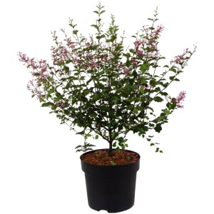 Lillà nano profumato Palibin in vaso con fiori viola, altezza circa 60-80 cm.