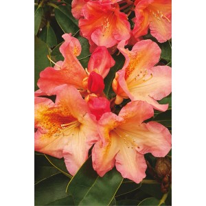 Rhododendron 'Sun Fire' in fiore con fiori rosa-arancio e foglie bronzee.