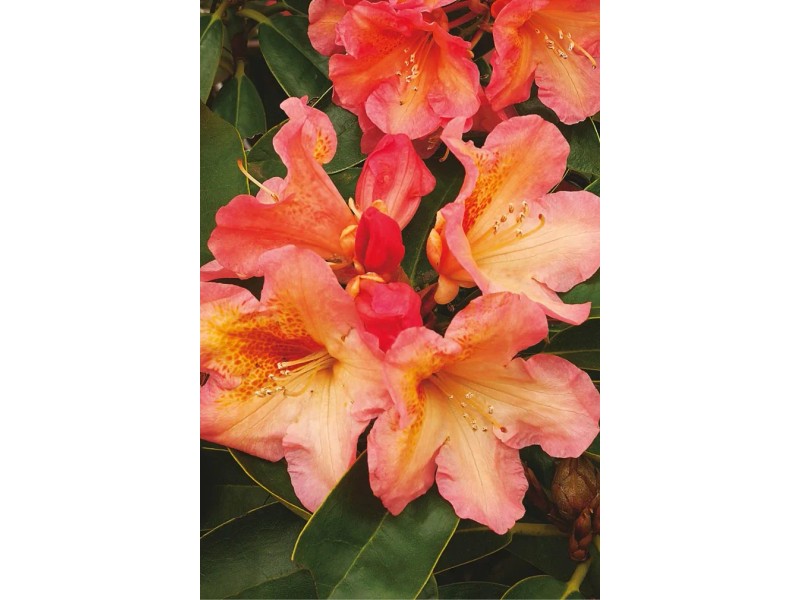 Rhododendron "Sun Fire" 6 l