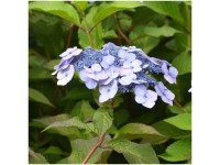 Tellerhortensie Magic Pillow® Hydrangea serrata Topf Ø 17 cm