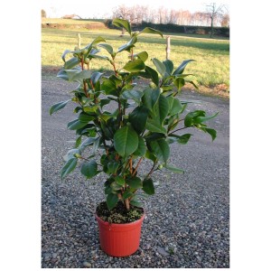 Camelia japonica in vaso, foglie verdi e boccioli. Pianta da vaso fiorita.