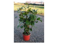 Kamelie Busch Camelia japonica Topf Ø 17 cm / Höhe 30 - 40 cm