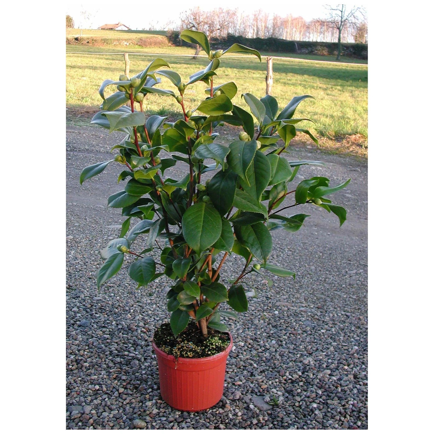 Kamelie Busch Camelia japonica Topf  17 cm / Hhe 30 - 40 cm