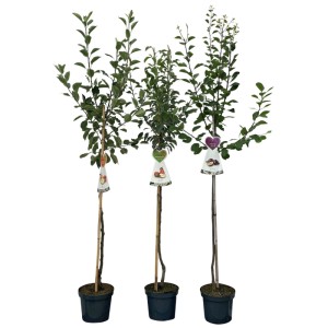 Mélange de demi-tiges fruitières en pot, variétés variées pour jardin et terrasse.