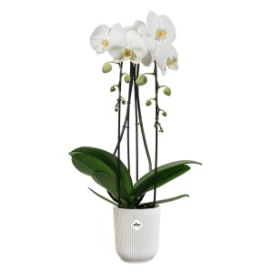 Orchidée blanche Elho dans un pot Vibes Fold côtelé (Ø 9,2 cm).
