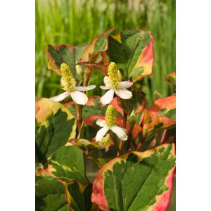 Molchschwanz 'Chamaeleon' con foglie colorate e fiori bianchi in vaso.