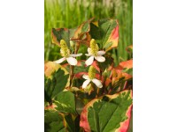 Bunter Garteneidechsenschwanz 