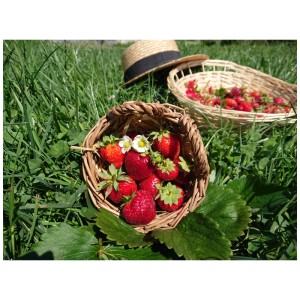 Fraises Delizz dans un panier sur l'herbe, avec un chapeau de paille en arrière-plan.