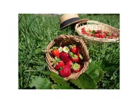 Erdbeere Delizz Topf Ø 10,5 cm