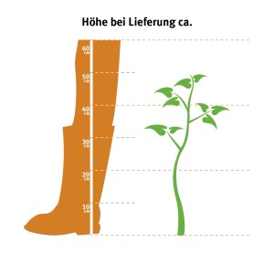 Illustrazione: GROW by OBI Oleandro (Nerium) - Altezza alla consegna ca. 60cm.