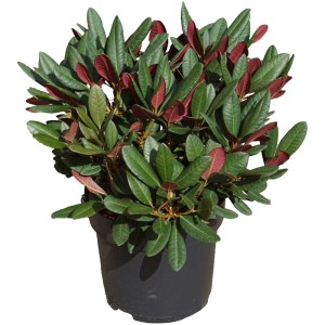 Rododendro rosso in contenitore da 6 l con foglie verdi e pagina inferiore delle foglie rosso brillante.