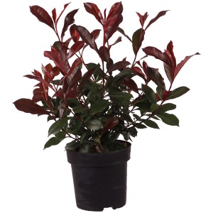 Fotinia Carré Rouge in vaso, alta circa 30-40 cm, con foglie rosse e verdi.