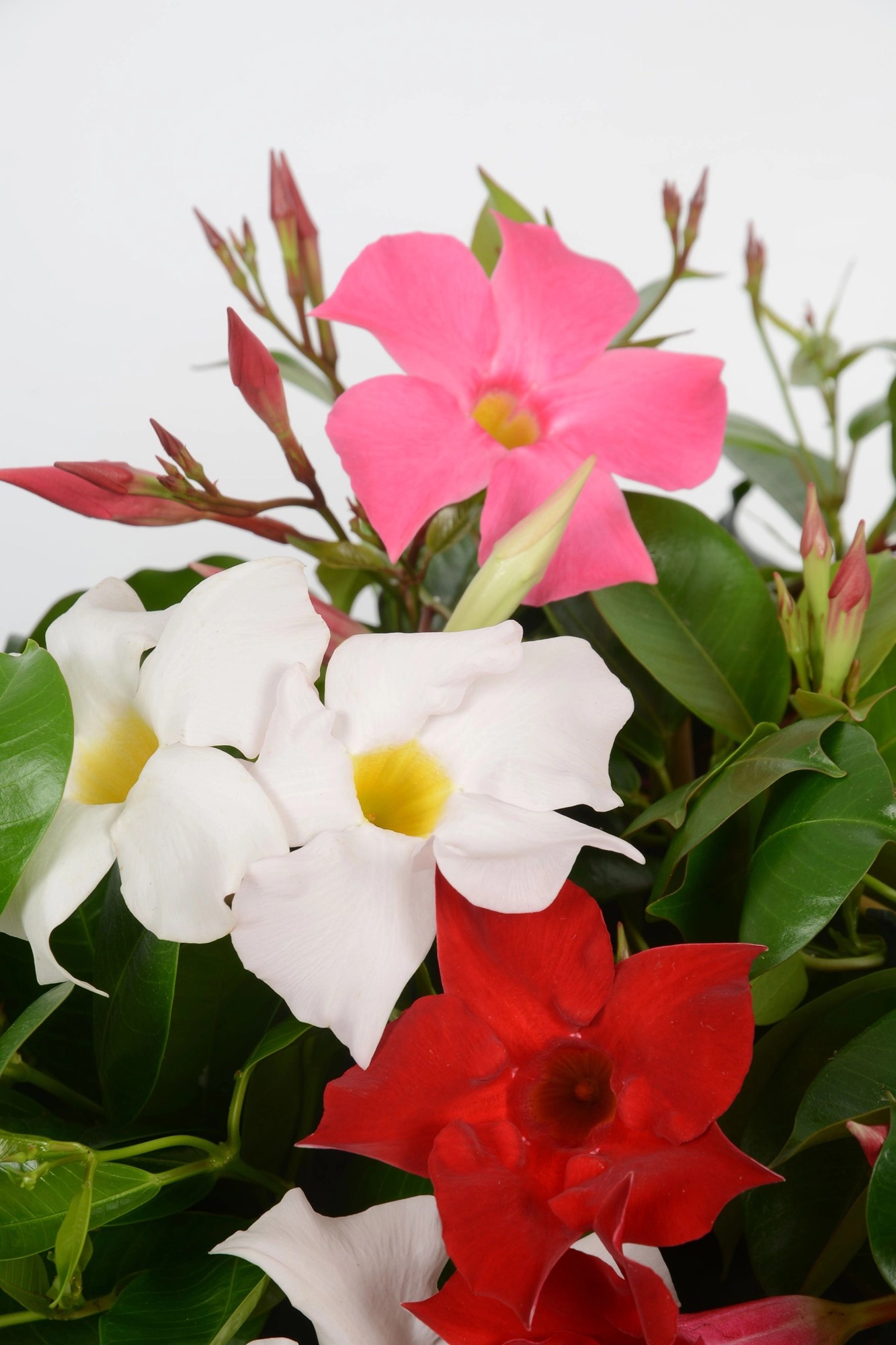Dipladenia Sundavilla Bicolor Pyramide kaufen bei OBI