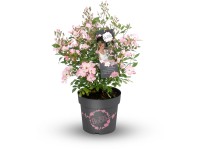 GROW by OBI Rose Rosy Boom Rosa Hybride Rosa Topf 6 l / Höhe 60 - 80 cm GROW by OBI Rose Rosy Boom Rosa Hybride Rosa Topf 6 l / Höhe 60 - 80 cm