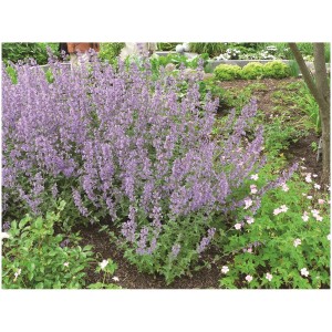 Mix di piante perenni da giardino fiorito con erba gatta viola in un'aiuola.