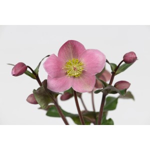 Primo piano di una rosa di Natale Helleborus Frostkiss rosa con foglie e boccioli verdi.