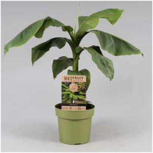 Bananier du Japon (Musa basjoo) en pot, feuilles vertes. Plante de bananier résistante pour jardin ou terrasse.