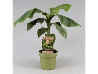 Japanische Faserbanane Musa basjoo Topf Ø 21 cm / Höhe 65 cm / 1 Stk.