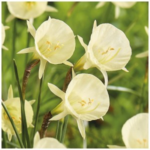 Gelbe GROW by OBI Narzisse Arctic Bells, 8 Stück, Reifrock-Narzisse.