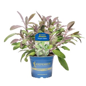 Salvia purpurea Kiepenkerl in vaso, foglie viola, erba aromatica per cucina, giardino e balcone.