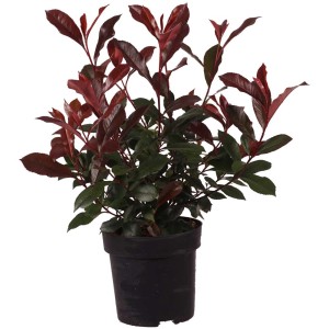 Photinia Carré Rouge in vaso, foglie rosse e verdi.