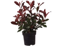 Glanzmispel Carré Rouge Photinia fraseri Topf 2,8 l