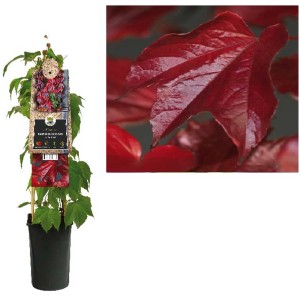 Vigne vierge Parthenocissus en pot, feuilles vertes et rouges. Plante grimpante auto-adhésive.