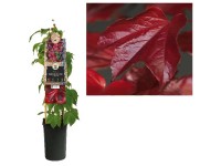 Jungfernrebe Parthenocissus tricuspidata Veitchii Topf Ø 16 cm / Höhe 75 cm