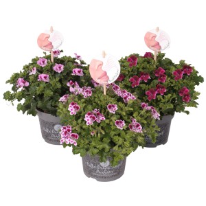 Géranium royal 'Angel Perfum' en pot, couleurs variées. Fleur d'été parfumée pour jardin et balcon.