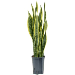 Sansevieria Laurentii en plante hydroponique en pot, feuilles vertes bordées de jaune.