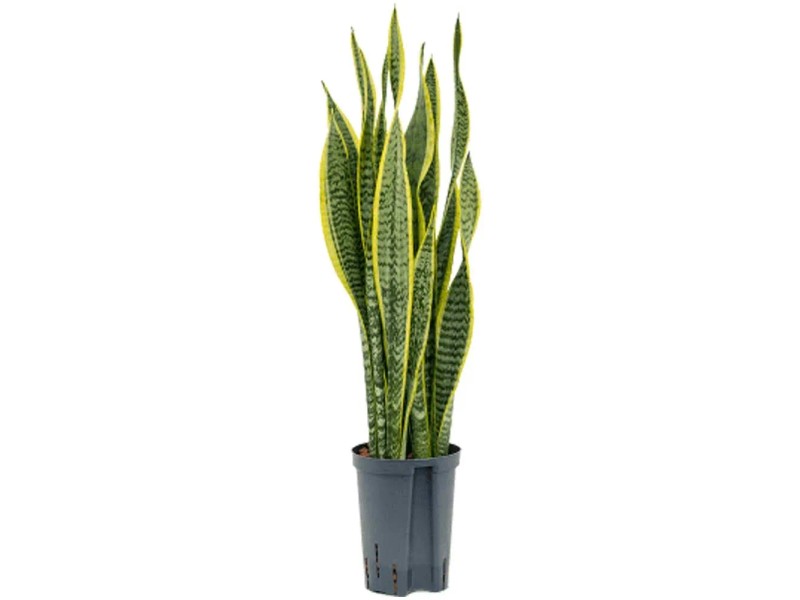 Hydropflanze Bogenhanf Laurenti Sansevieria Topf  15 cm / Hhe 50 - 60 cm