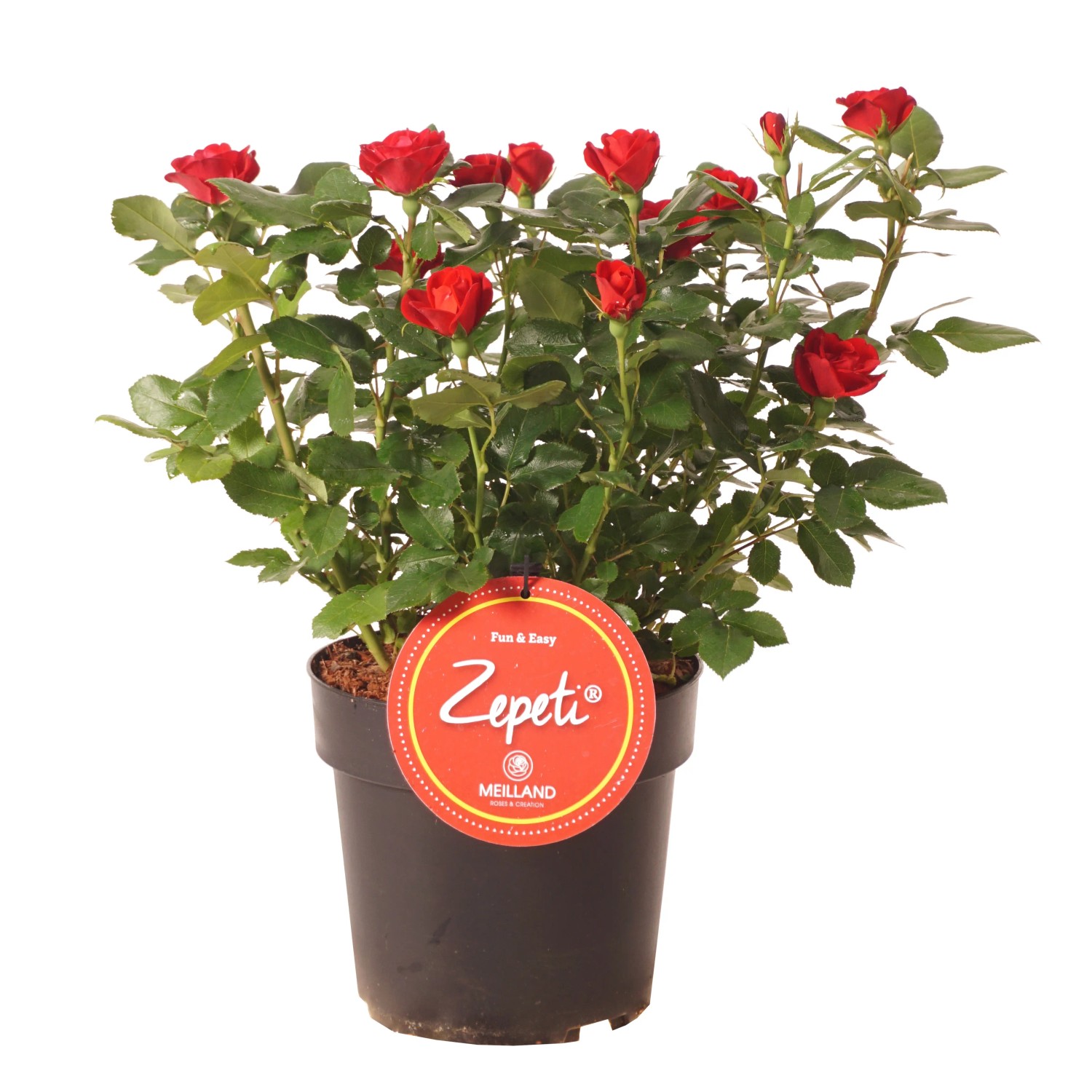 Rose Zepeti Rosa Container 3,5 l