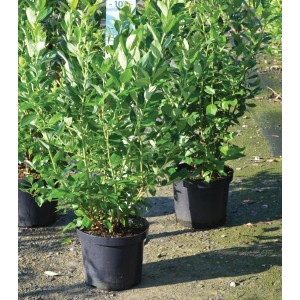 Myrtille de jardin en pot, différentes variétés vertes en pot de 10 l.