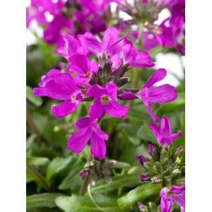 Arabis rosa in vaso, ideale per giardini rocciosi.