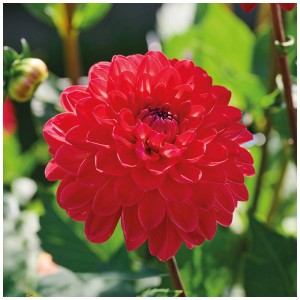 Dalia Justyna rosso vivo di Grow by OBI, un bulbo decorativo per aiuole e vasi.