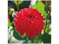 Grow by OBI Dahlia Justyna Orange 1 pc